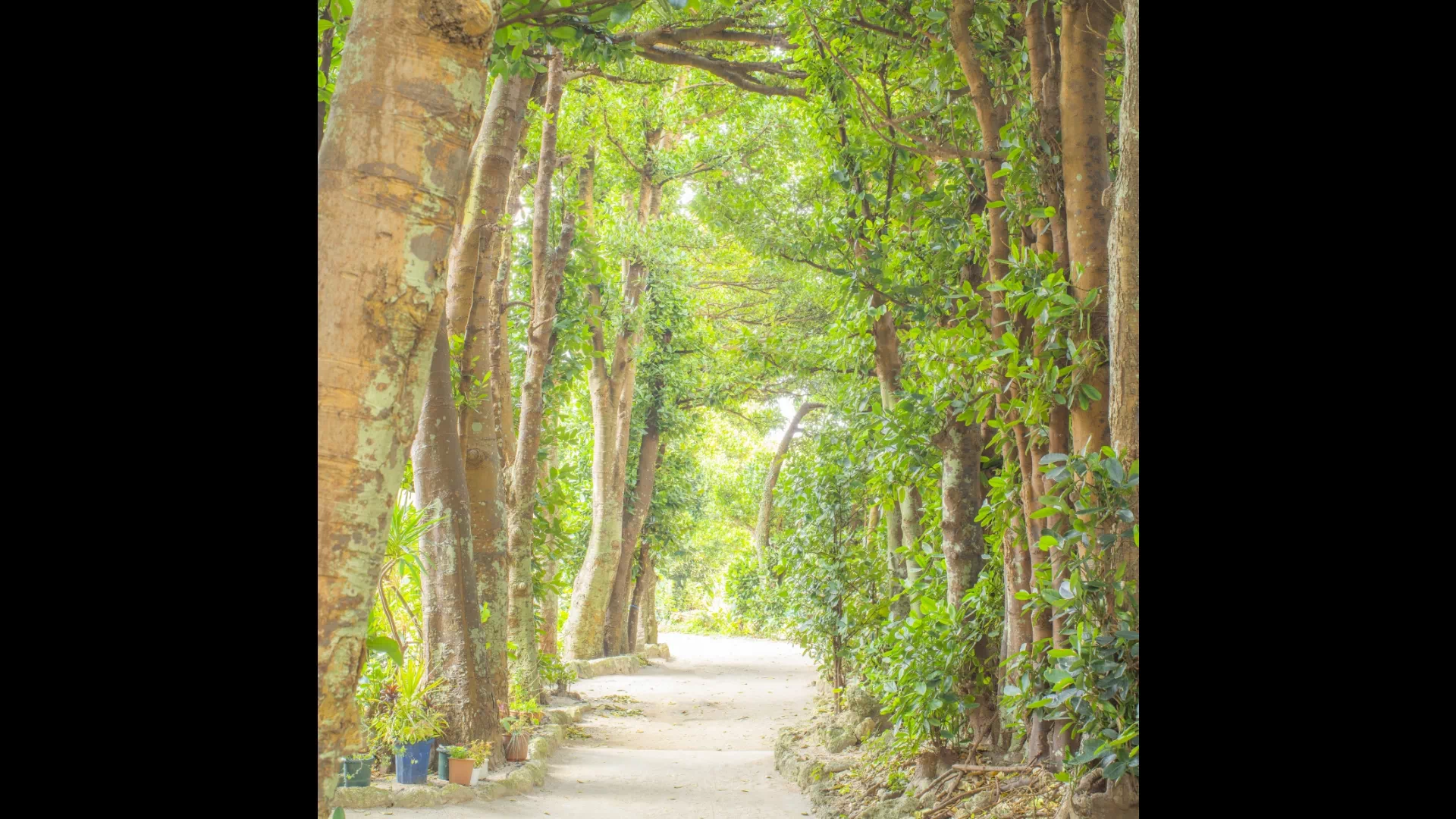 本部町備瀬地区　フクギ並木