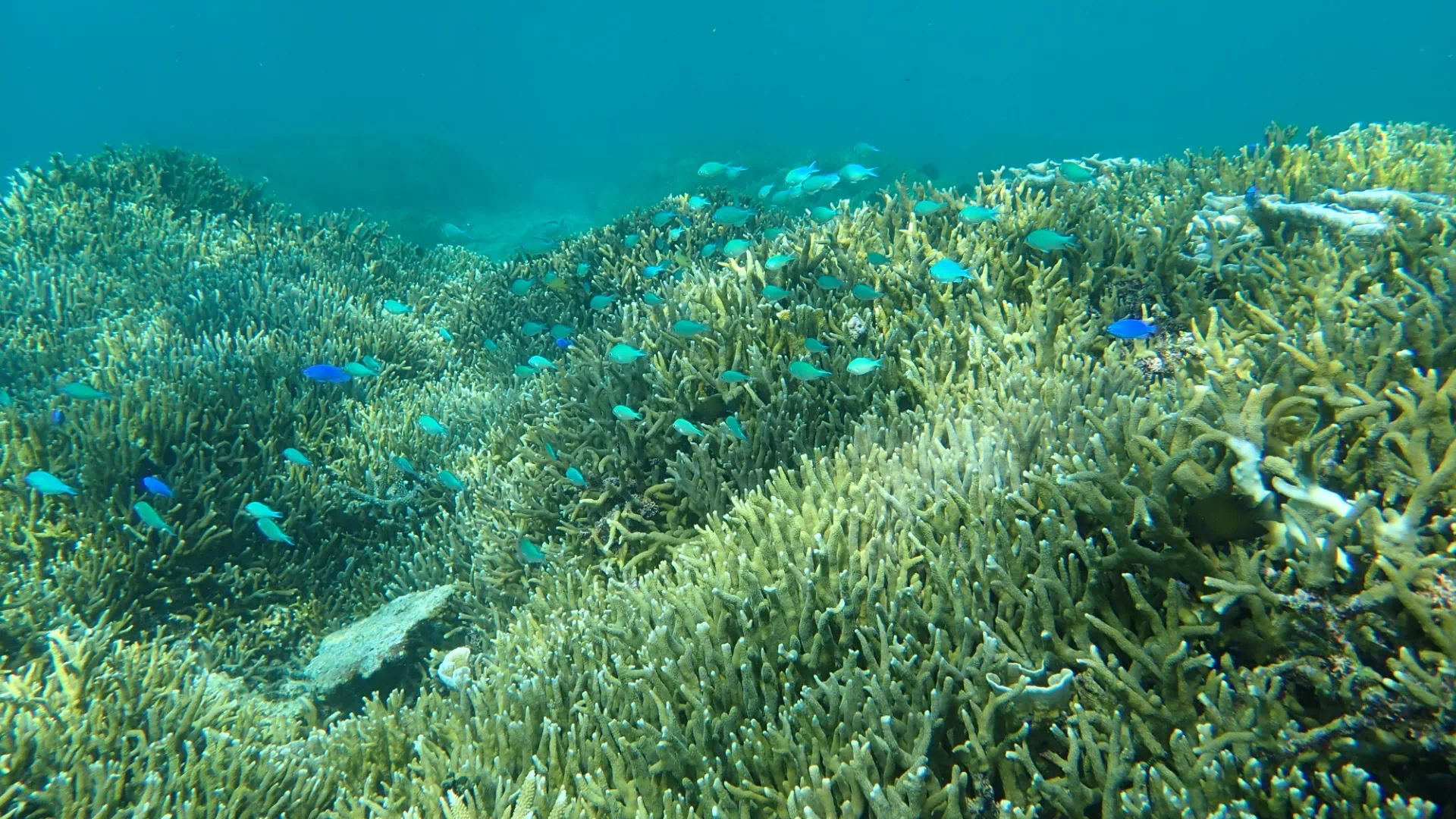 ブセナ海中公園