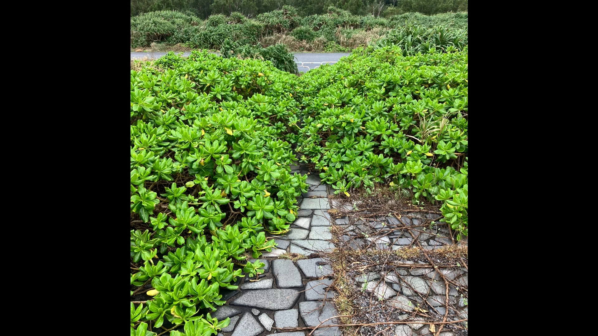 白鳥崎　西海岸公園