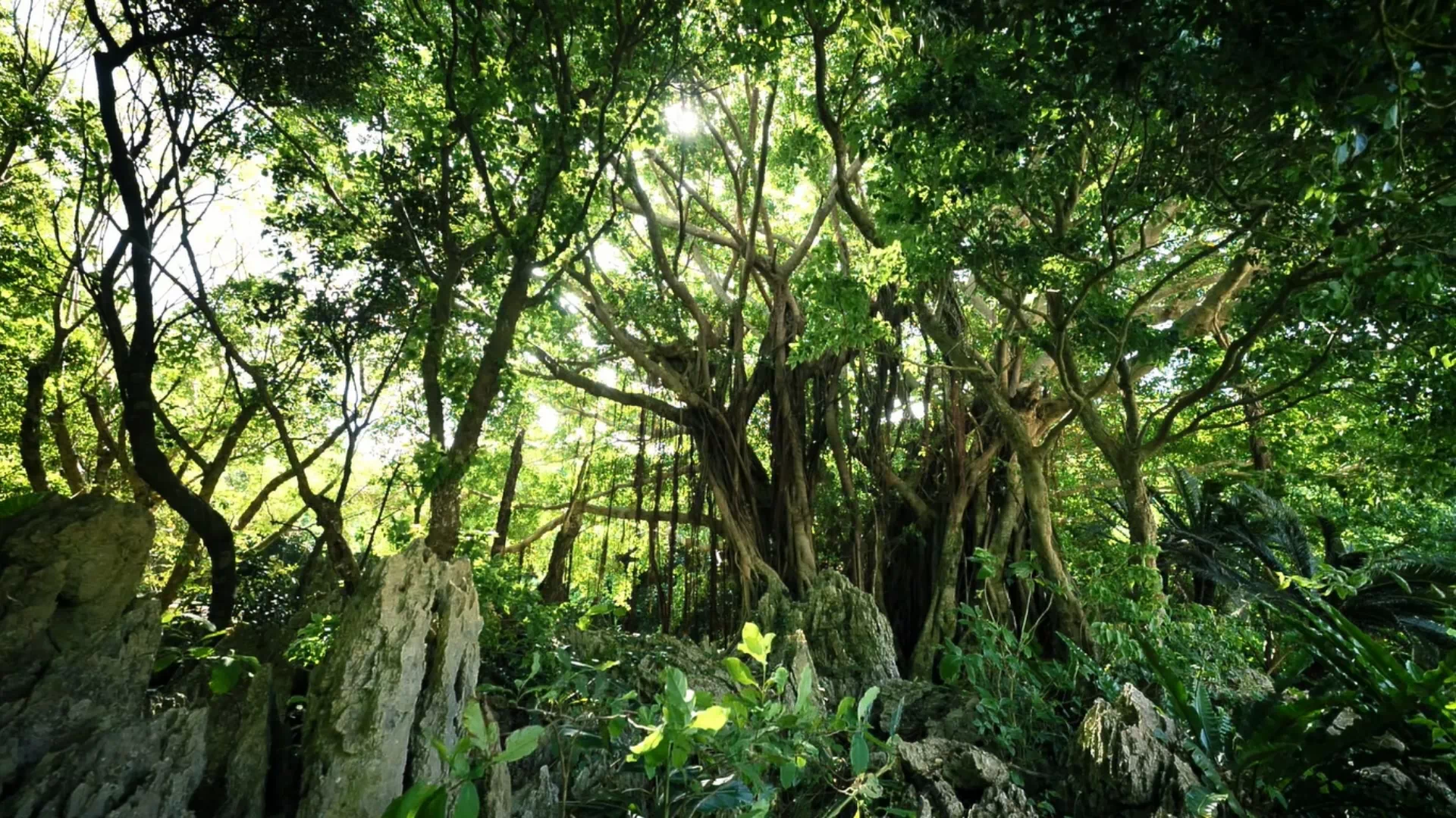 やんばる国立公園　大石林山