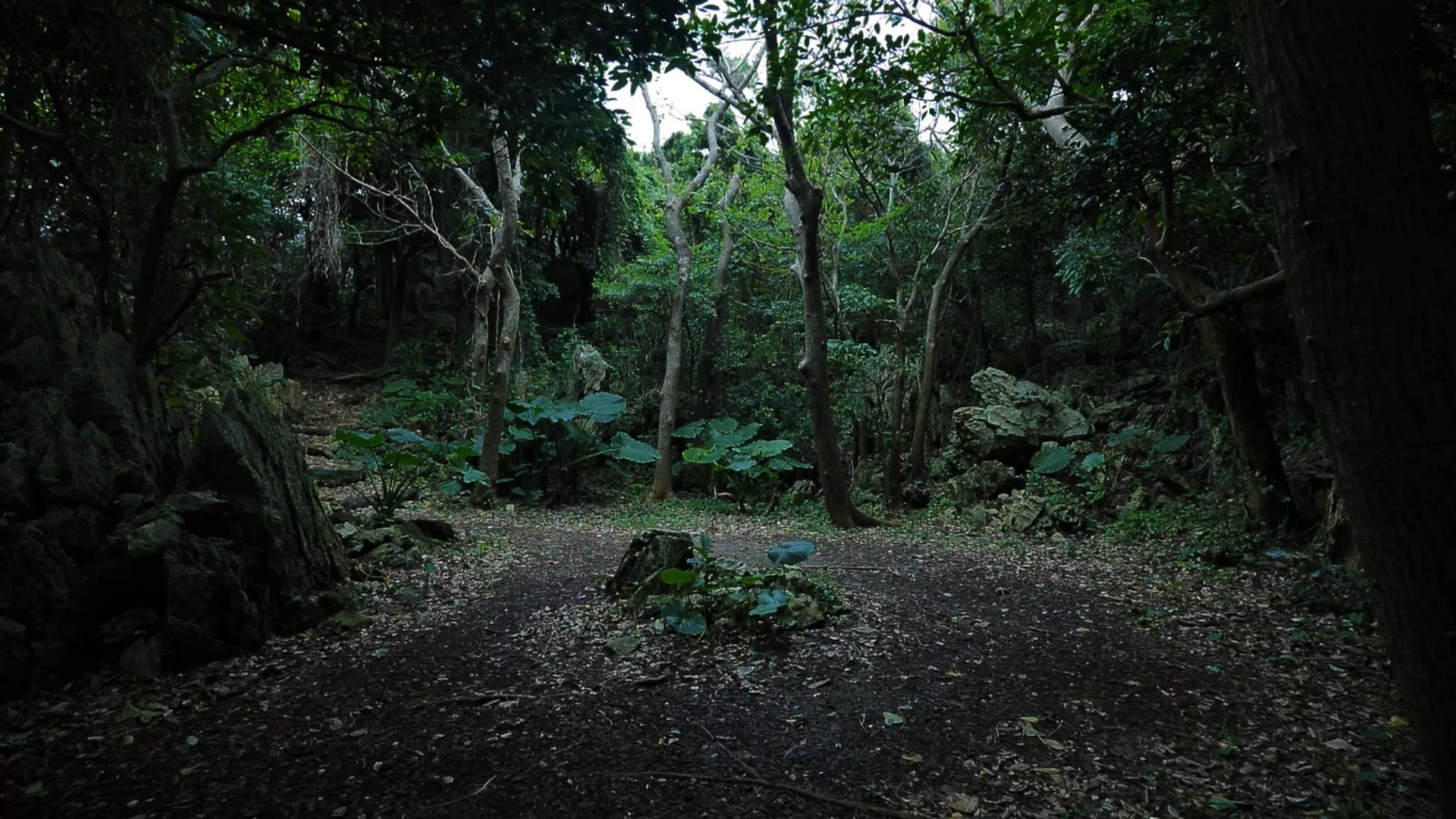 やんばる国立公園　大石林山