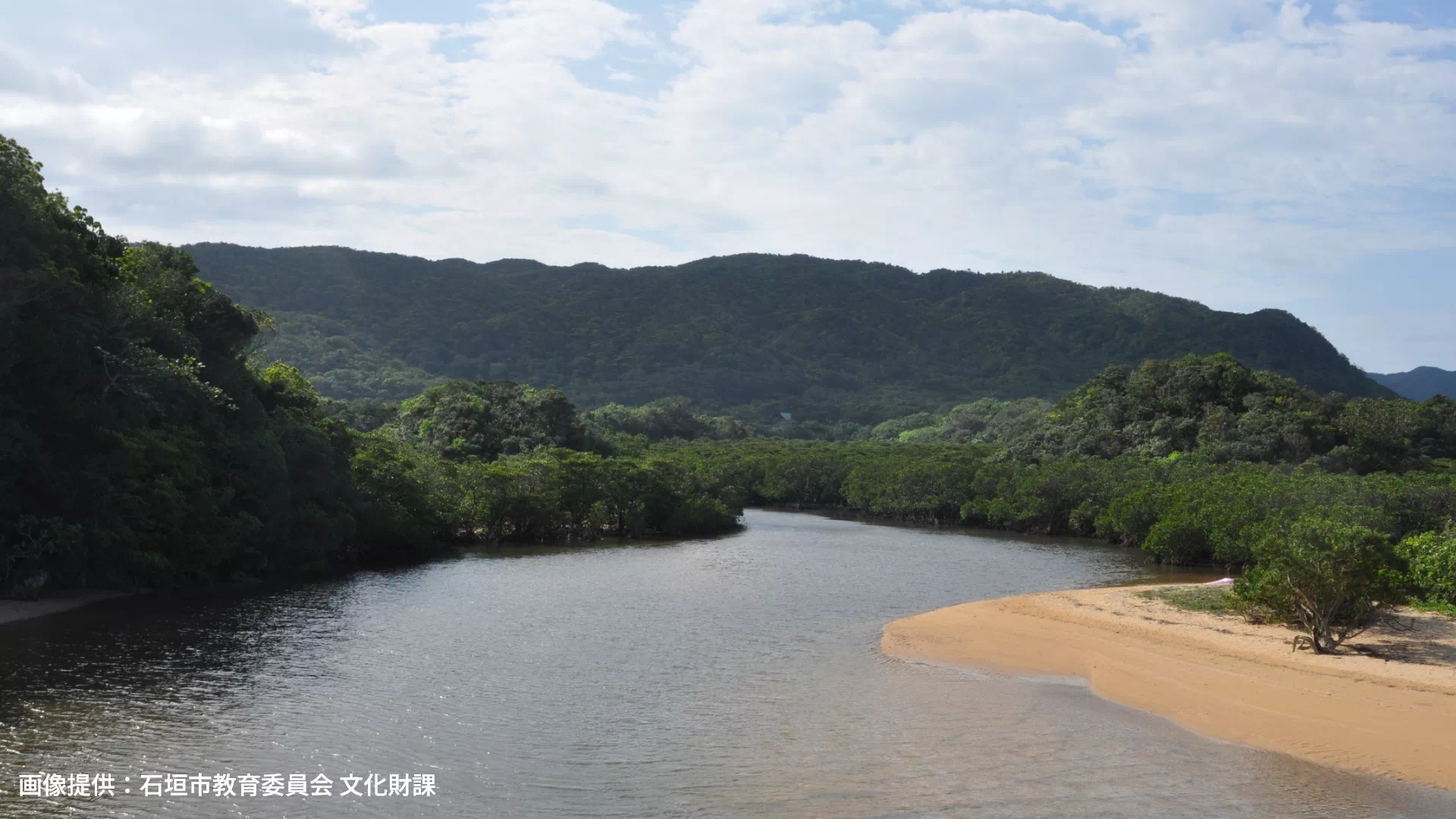 吹通川のヒルギ