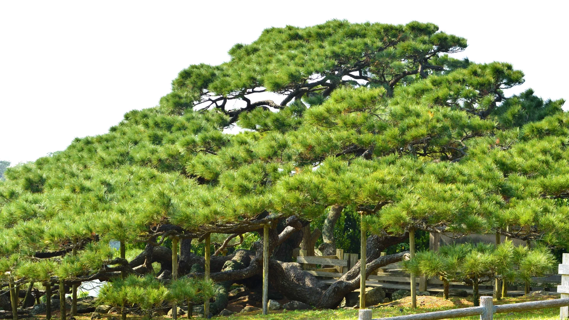 五枝の松園地