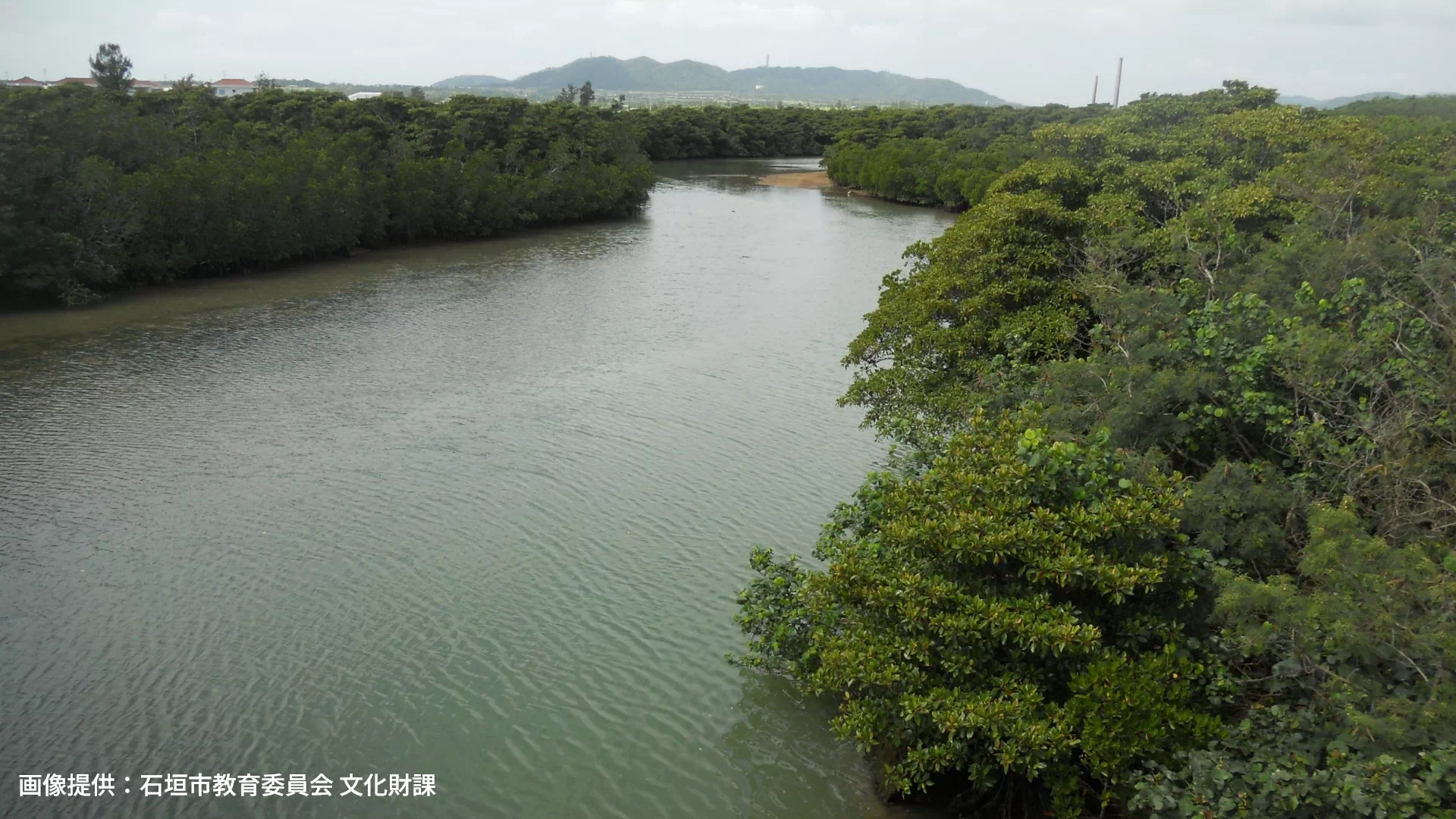 宮良川のヒルギ林