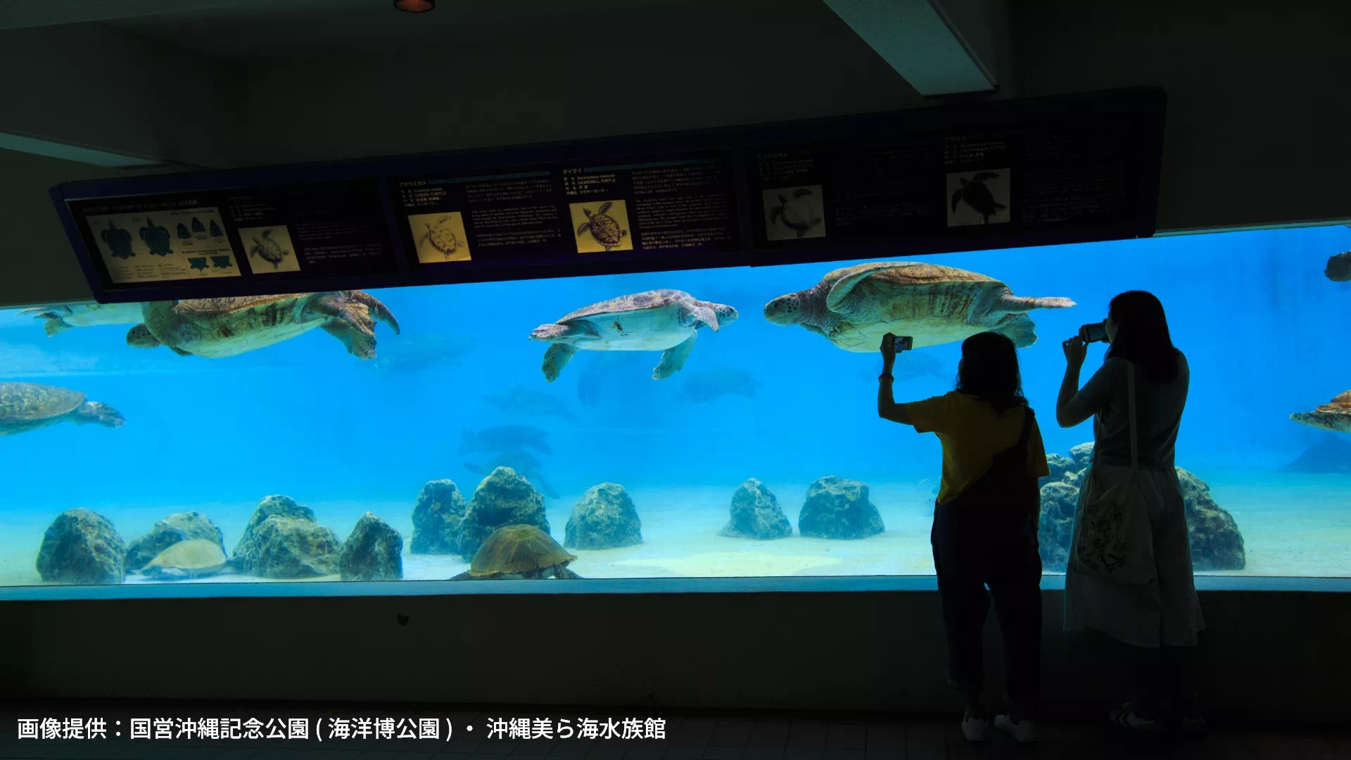 沖縄美ら海水族館