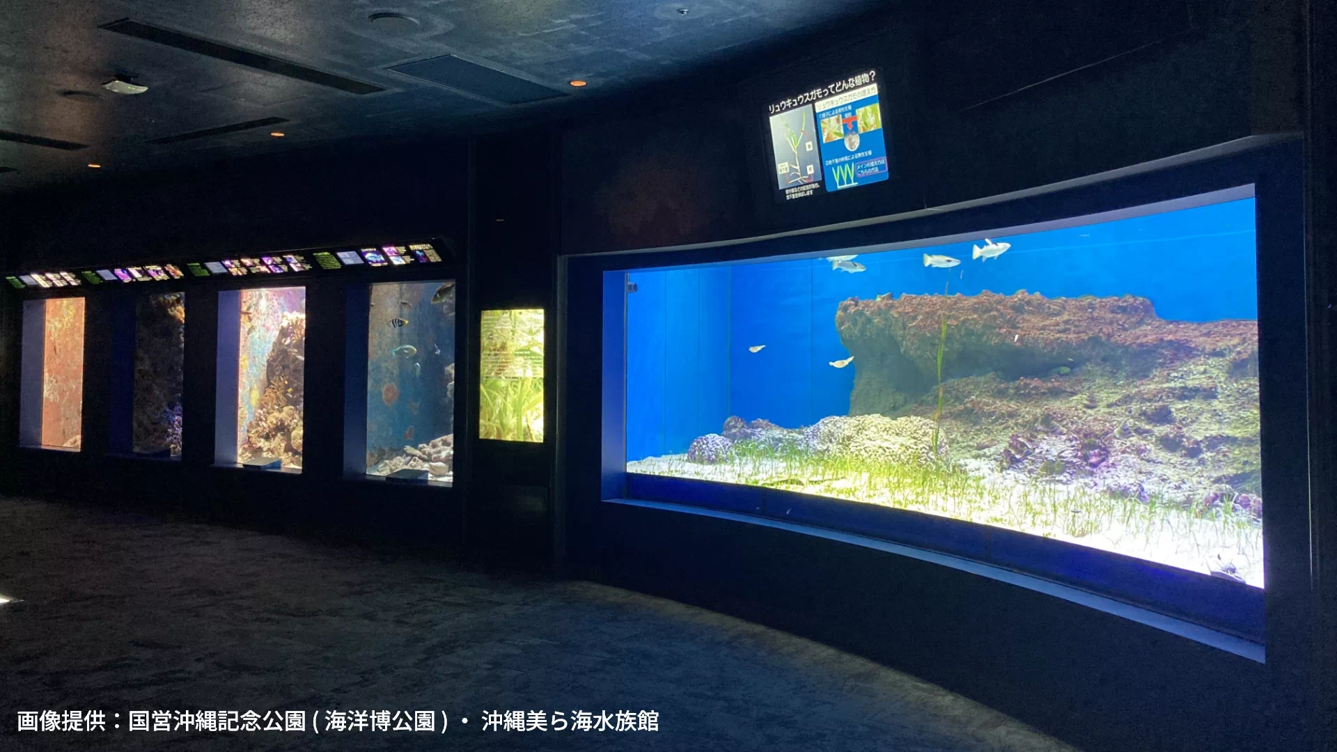 沖縄美ら海水族館