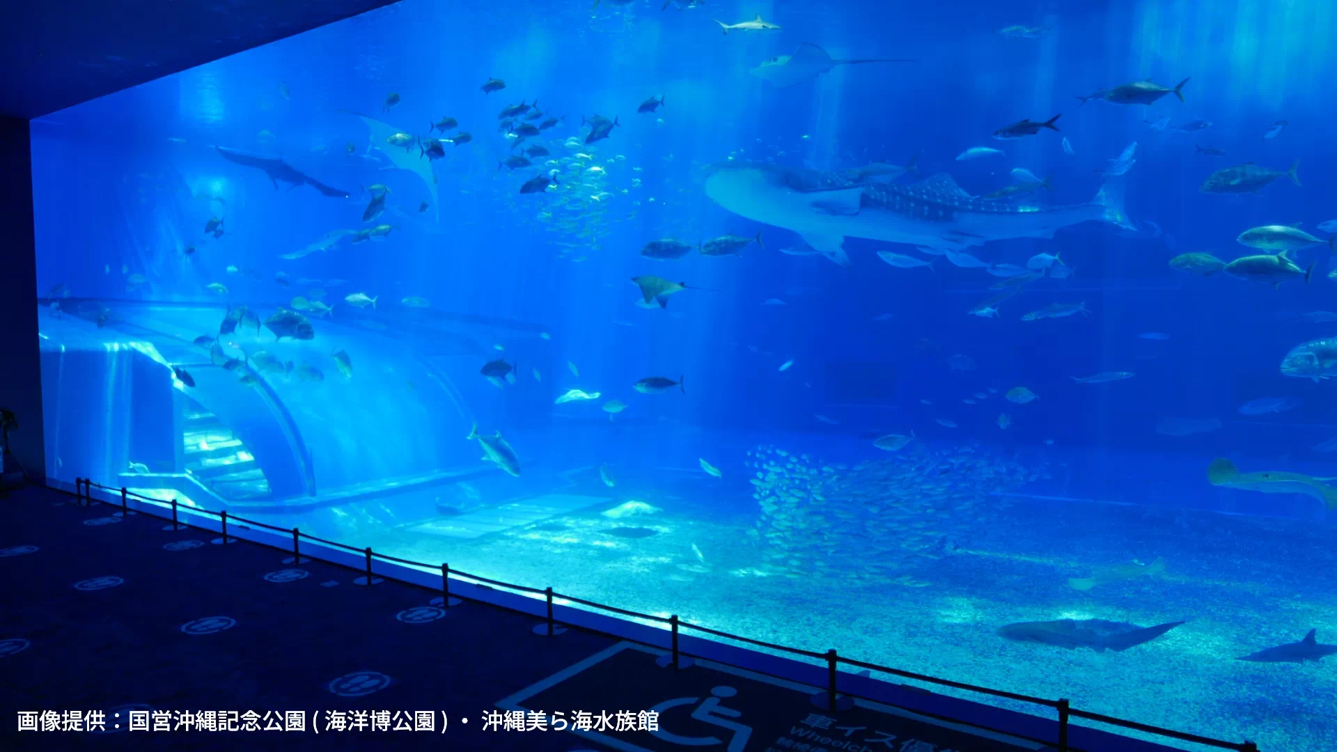 沖縄美ら海水族館