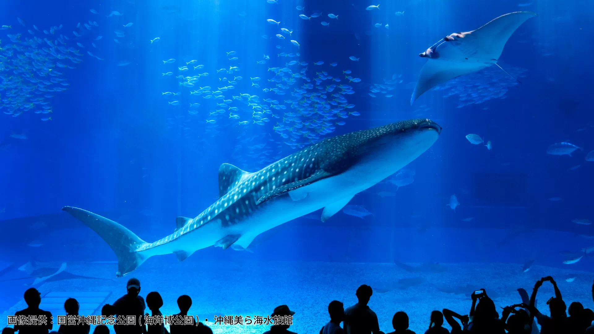 沖縄美ら海水族館