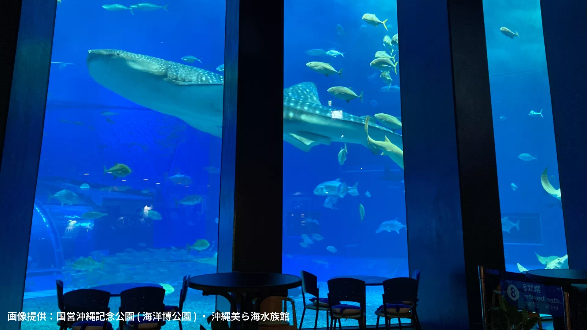 沖縄美ら海水族館