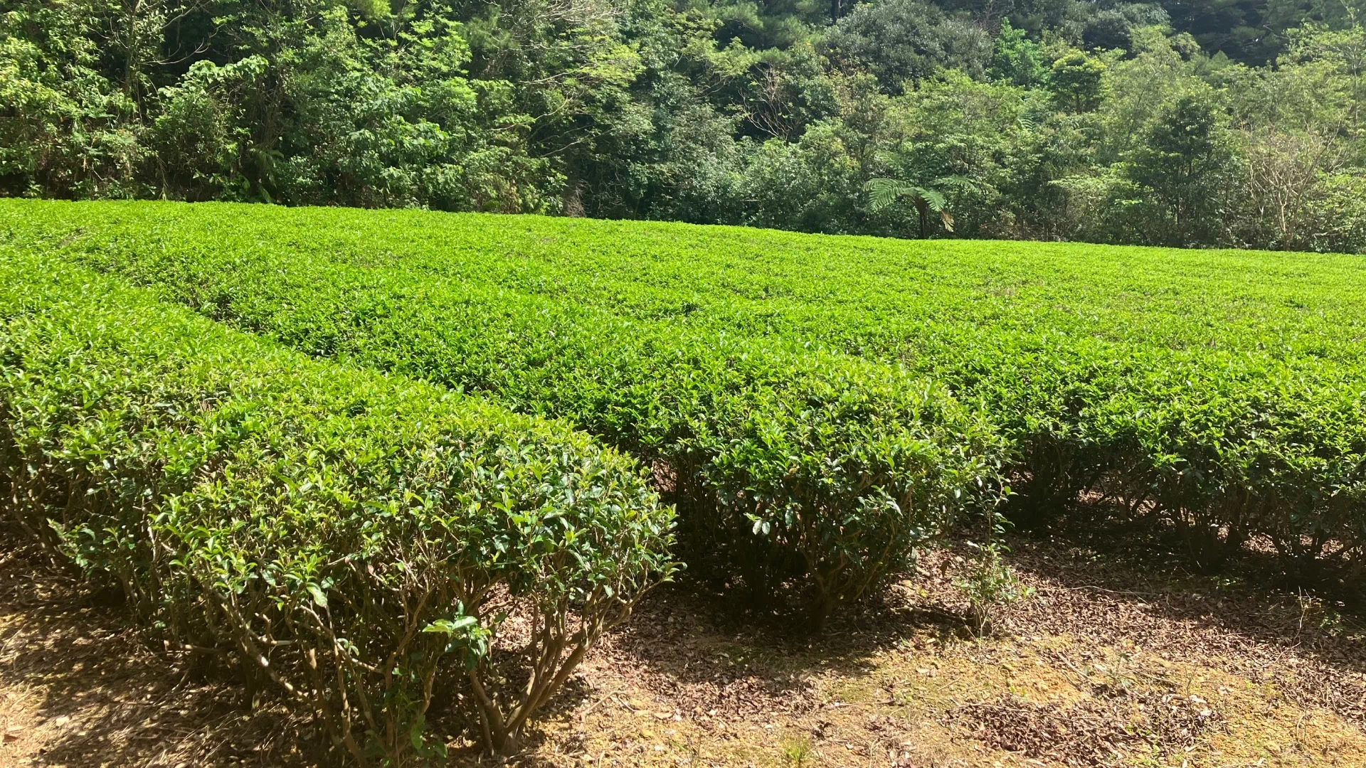 奥の茶園