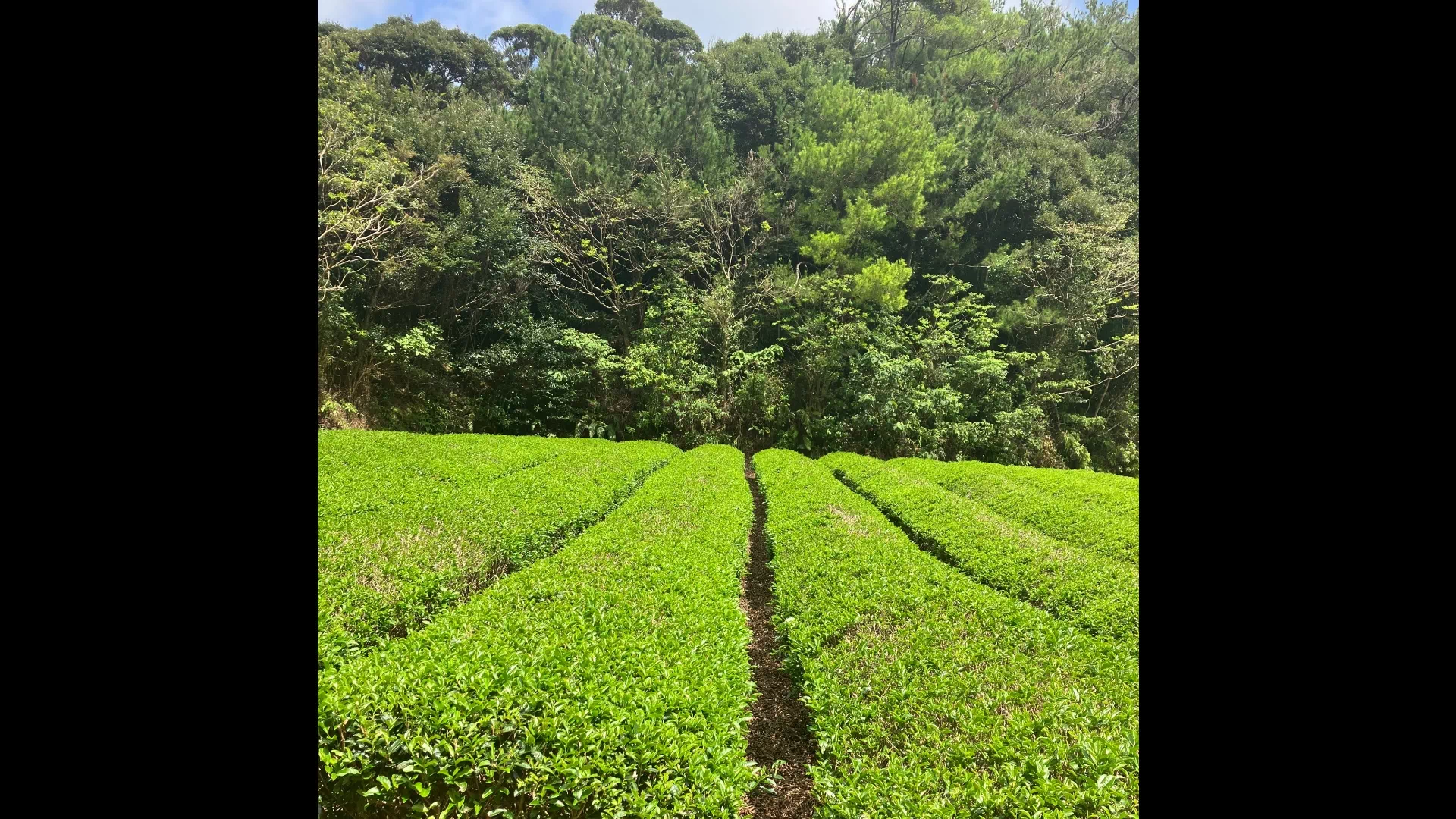 奥の茶園