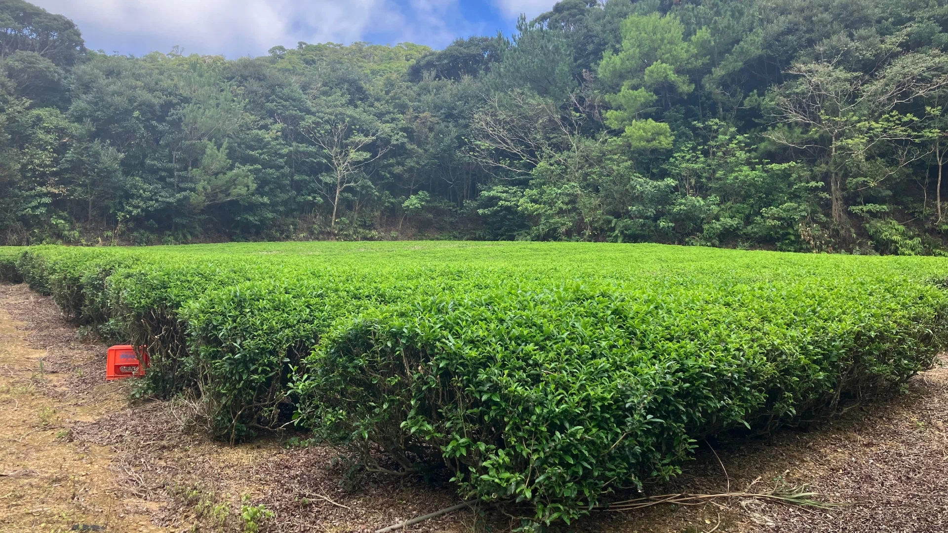 奥の茶園