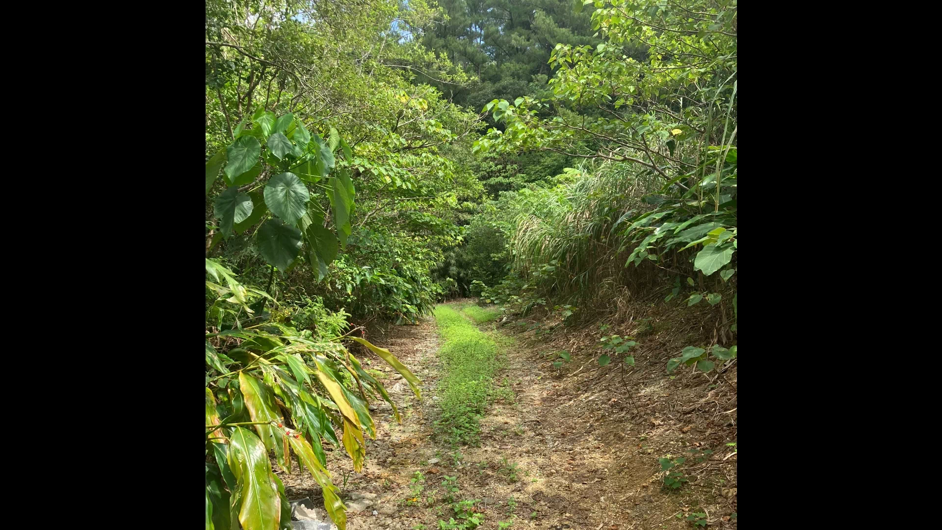 奥の茶園