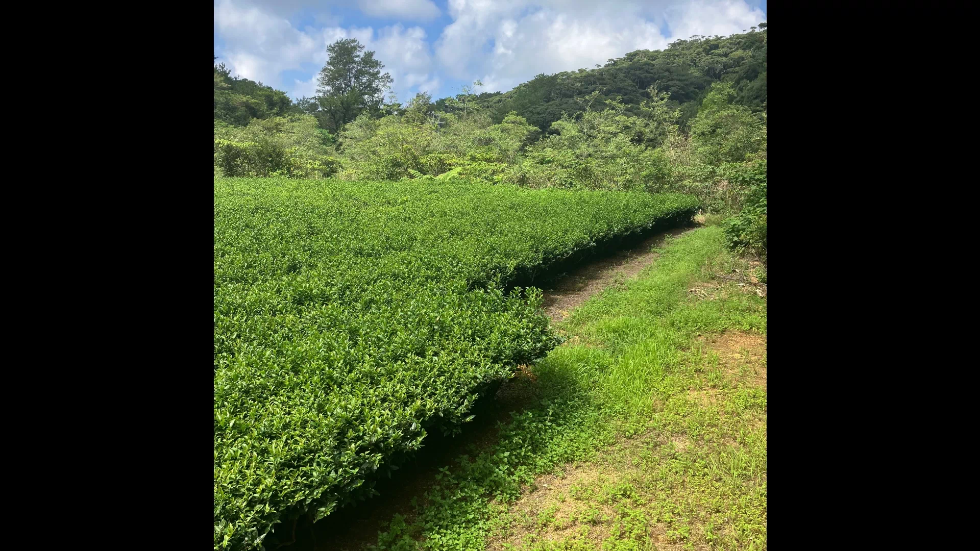 奥の茶園