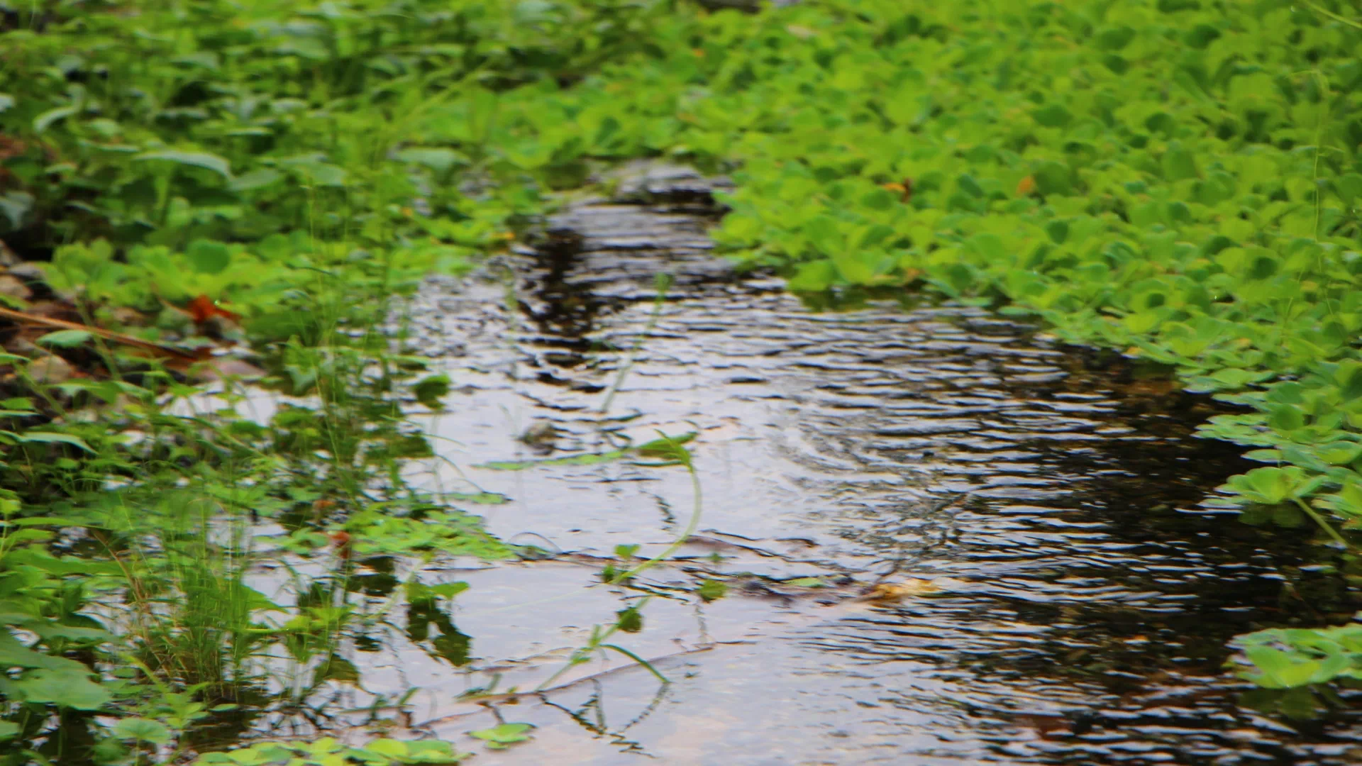 大久保ガー水辺公園