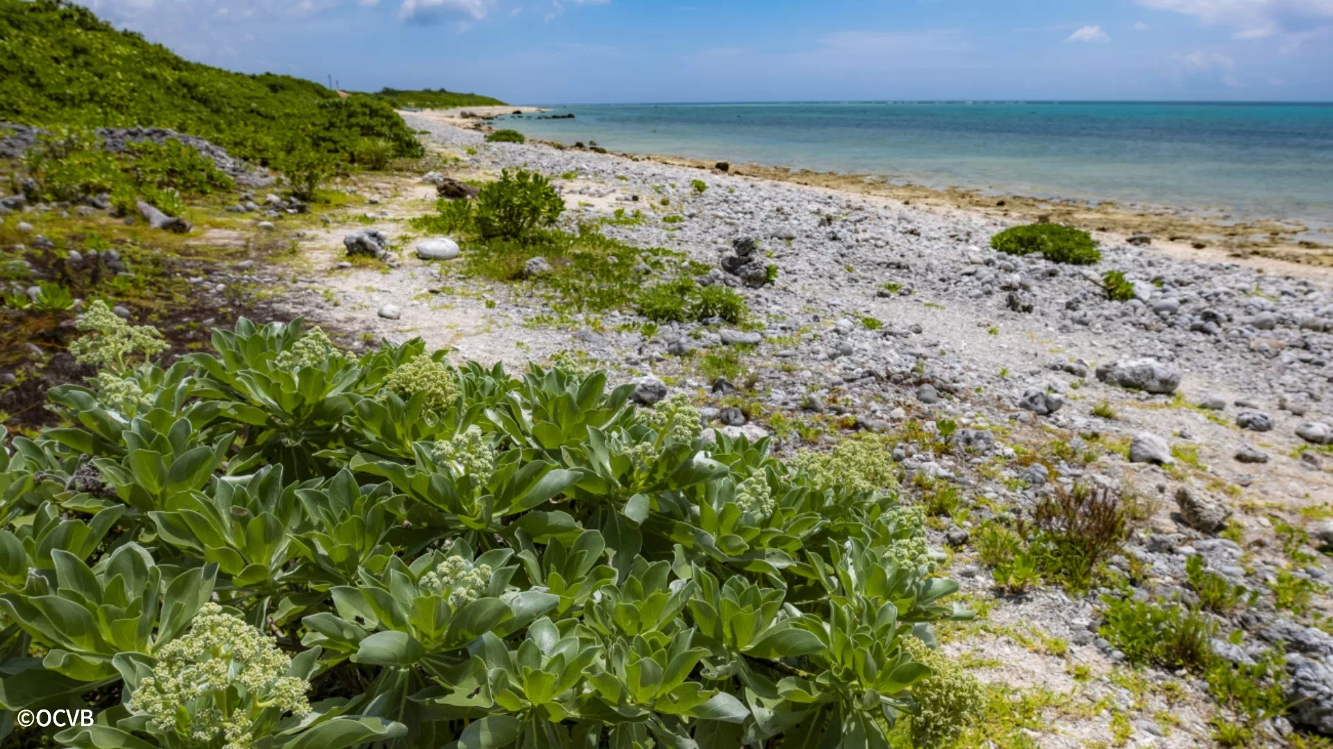 白保海岸