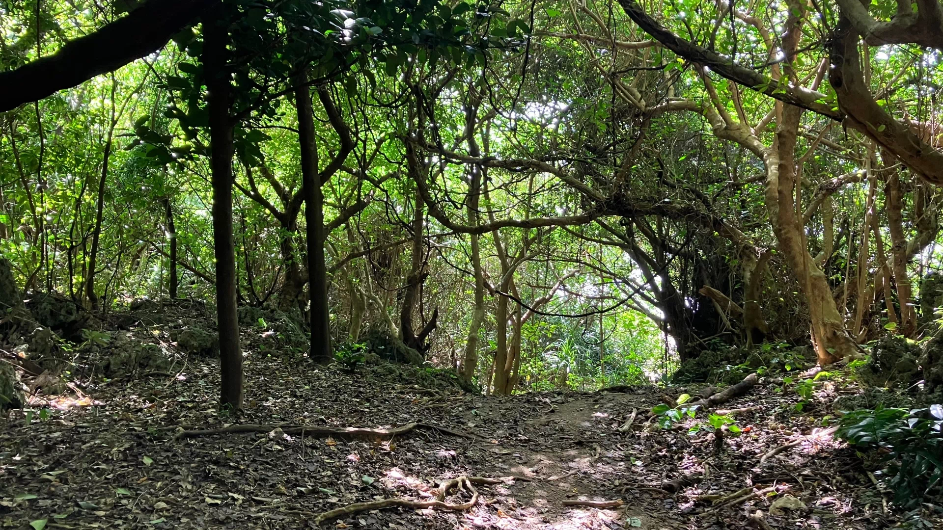 藪地洞穴遺跡