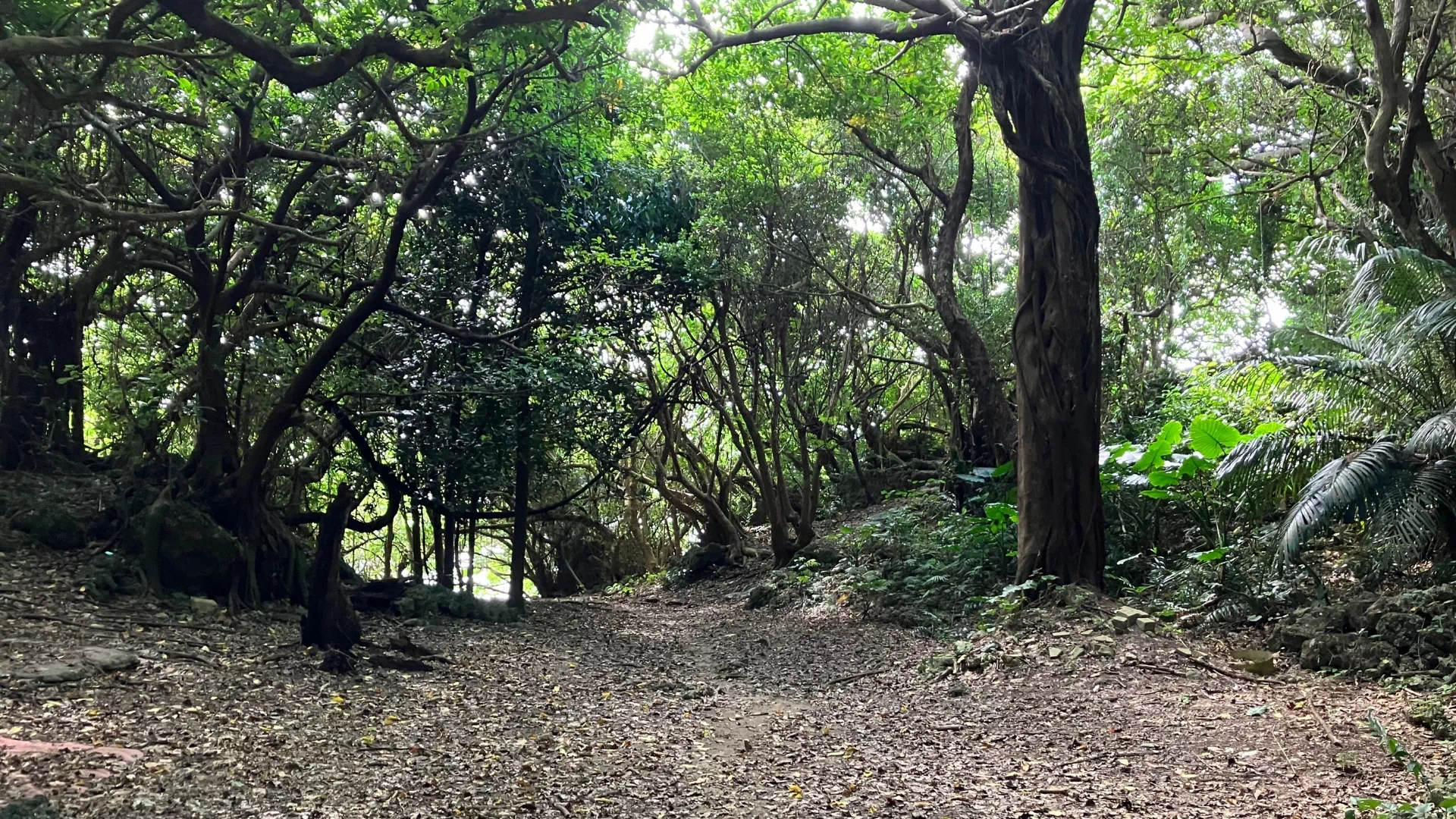 藪地洞穴遺跡