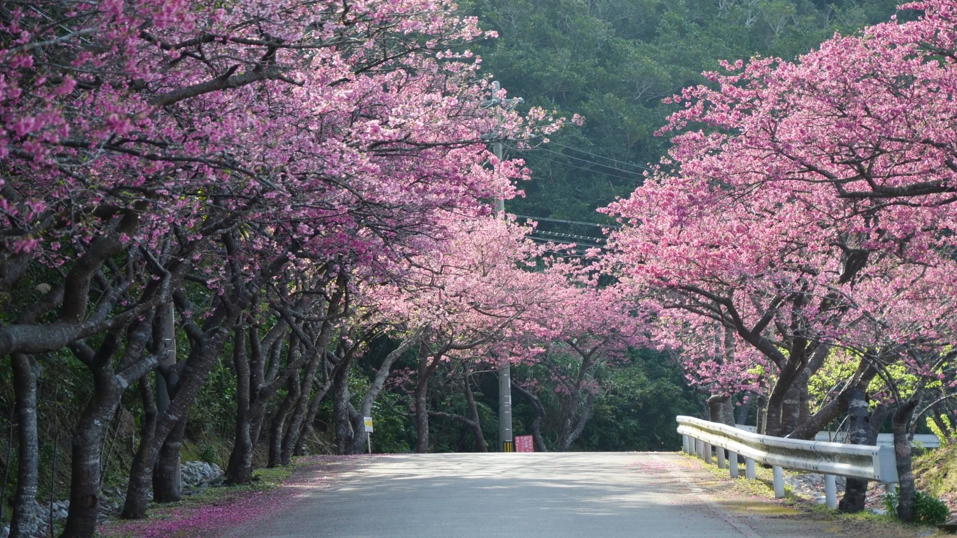 八重岳の桜(八重岳桜の森公園)