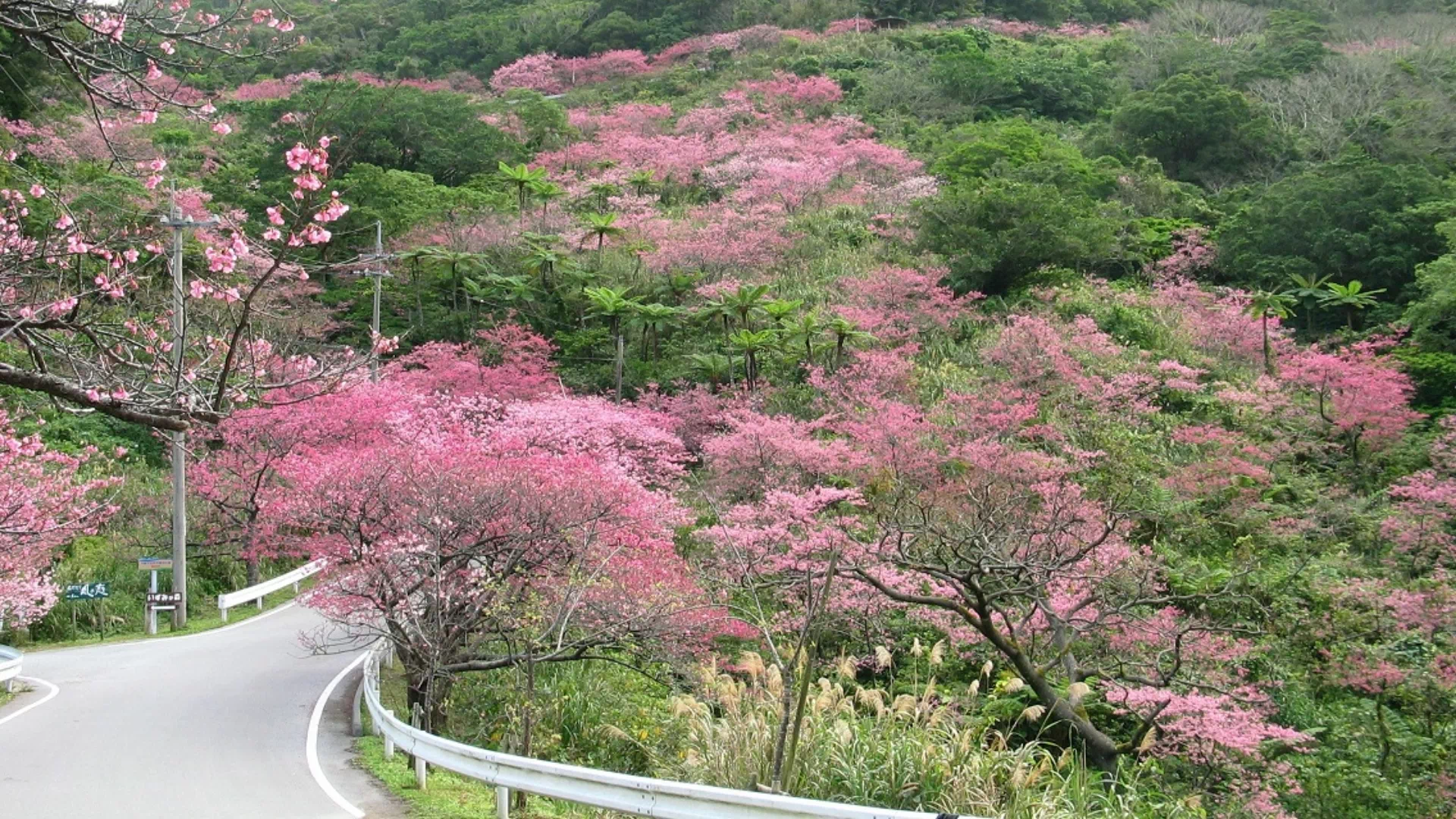 八重岳の桜(八重岳桜の森公園)