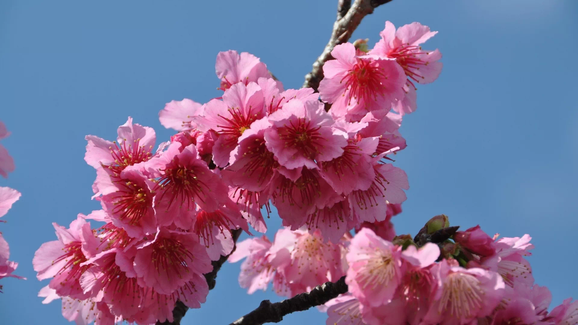 八重岳の桜(八重岳桜の森公園)