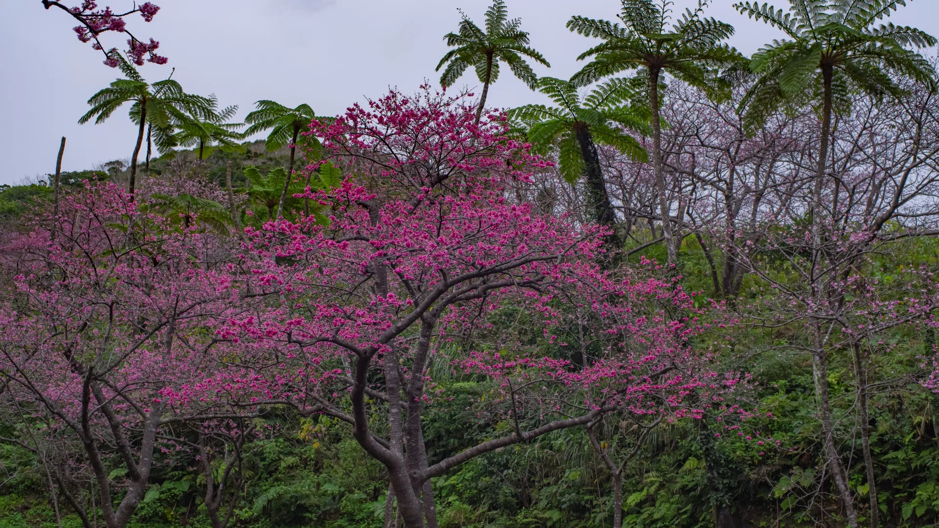 八重岳の桜(八重岳桜の森公園)