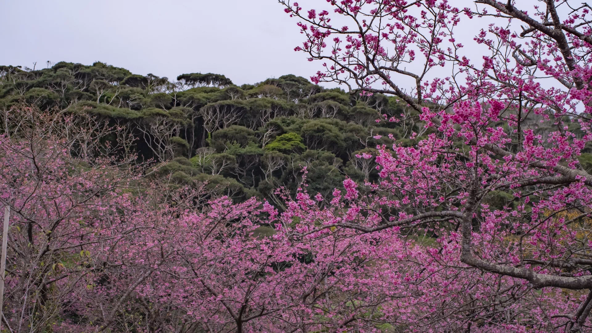 八重岳の桜(八重岳桜の森公園)