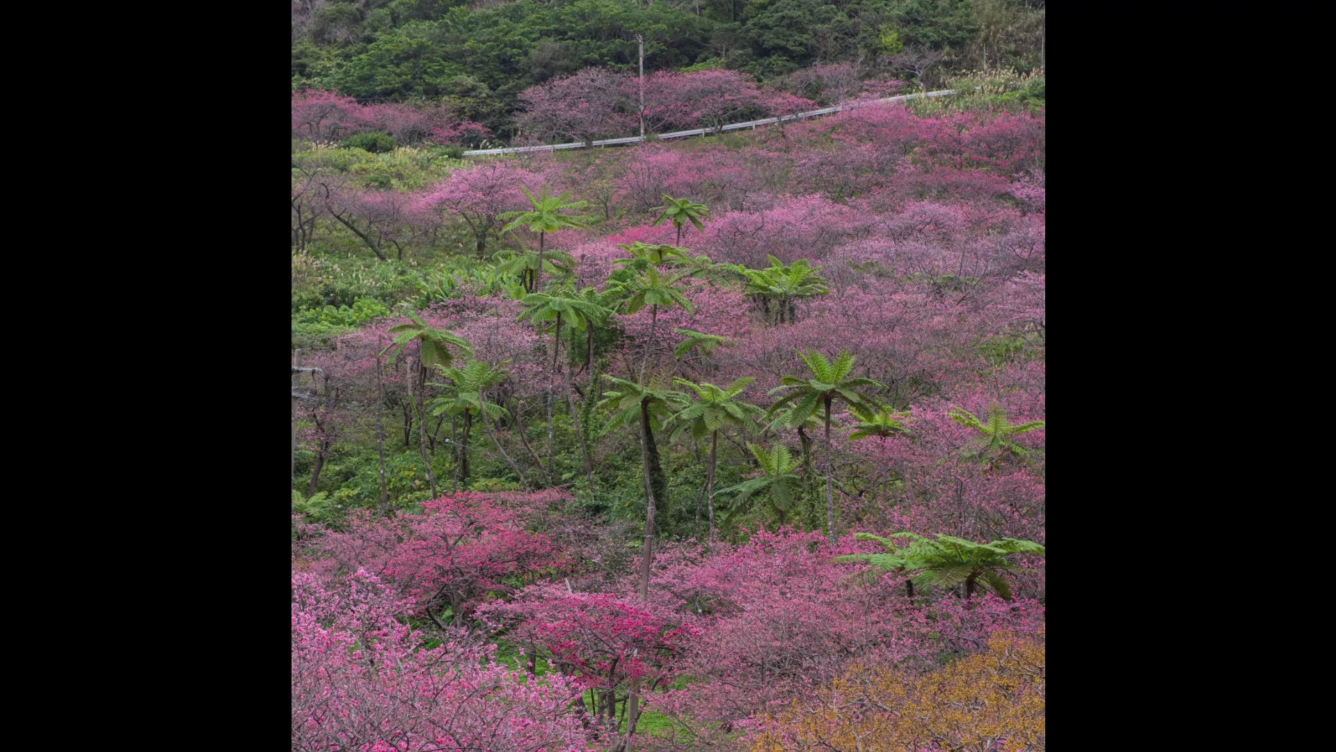 八重岳の桜(八重岳桜の森公園)