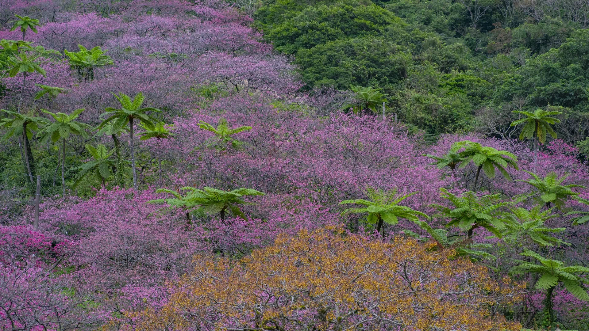 八重岳の桜(八重岳桜の森公園)