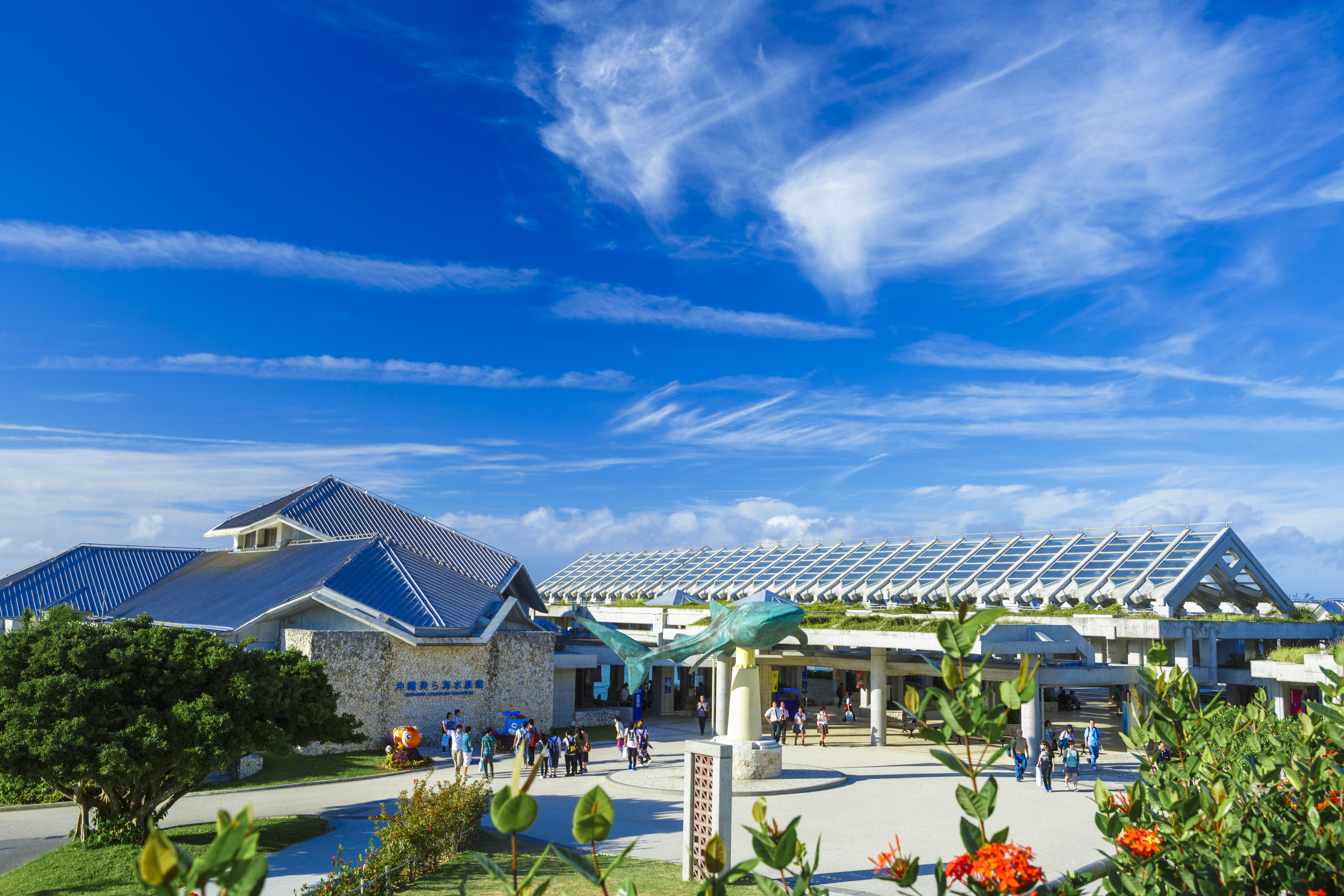 沖縄美ら海水族館 Ocvb Okinawa Film Office